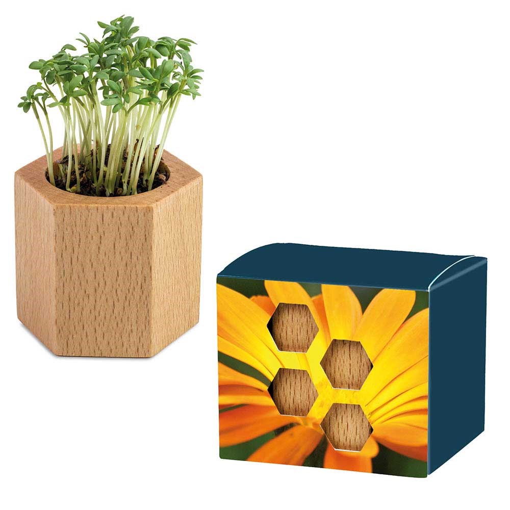 Pflanz-Holz Hexagon mit Samen - Ringelblume